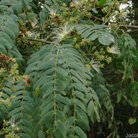 Albizia odoratissima (L.f.) Benth.